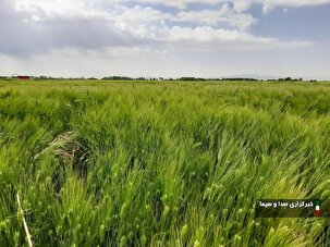 آغاز برداشت جو قصیل از مزارع ساوجبلاغ