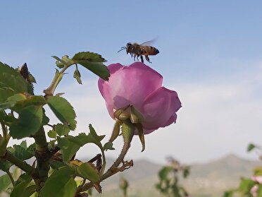 برداشت گل محمدی از گلزارهای طالقان