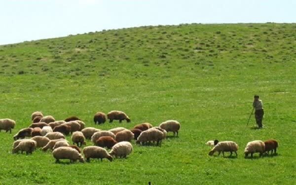 ممیزی و صدور شناسنامه برای ٣ هزار هکتار از مراتع قوچان