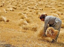 آغاز اجرای طرح ردیابی آنفلوانزای فوق حاد پرندگان در طیور بومی شهرستان قوچان