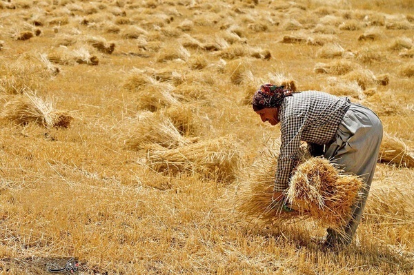 آغاز اجرای طرح ردیابی آنفلوانزای فوق حاد پرندگان در طیور بومی شهرستان قوچان