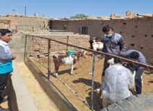 برگزاری اردوی جهادی با هدف کنترل بیماری بروسلوز در شهرستان فیروزه