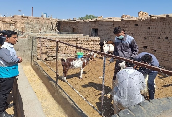 برگزاری اردوی جهادی با هدف کنترل بیماری بروسلوز در شهرستان فیروزه