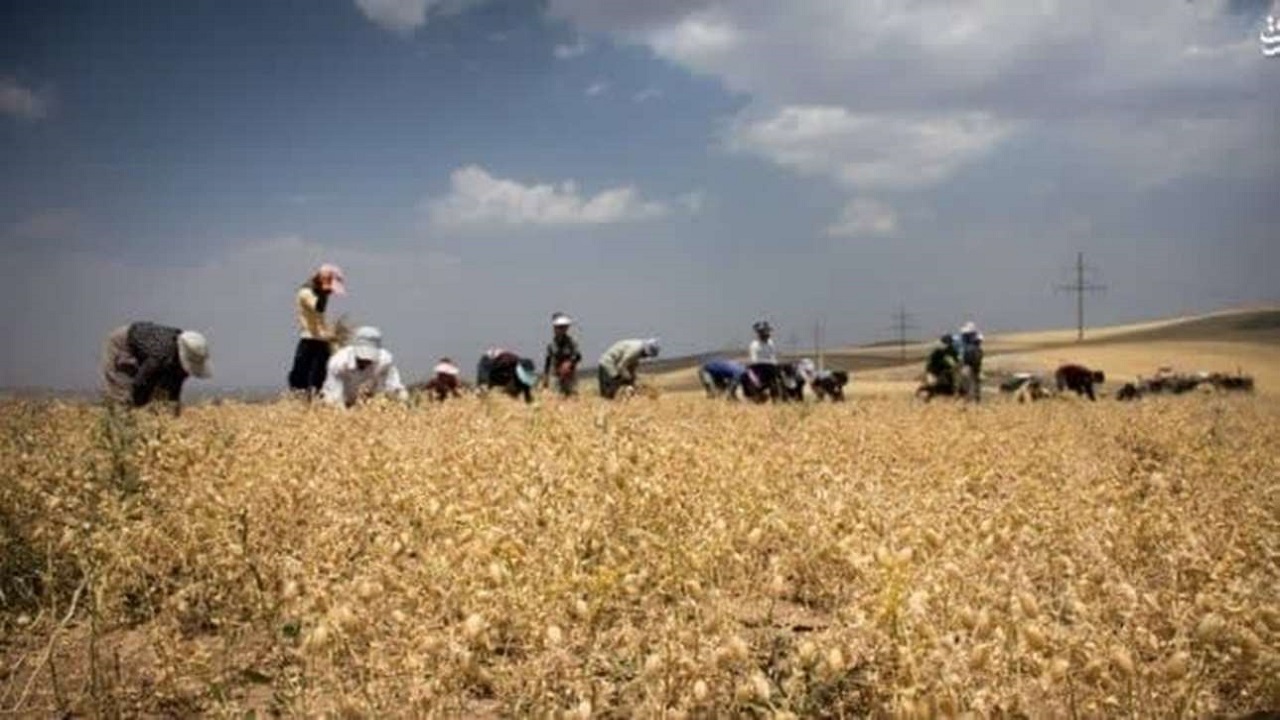 تولید ۷۰۰ تن نخود از مزارع کشاورزی شهرستان آوج