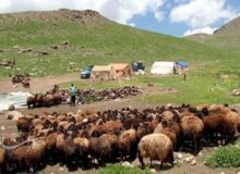 خدمات رسانی به ۸ هزار و ۲۰۰ خانوار عشایری در خراسان رضوی