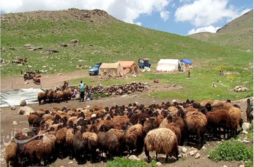 خدمات رسانی به ۸ هزار و ۲۰۰ خانوار عشایری در خراسان رضوی