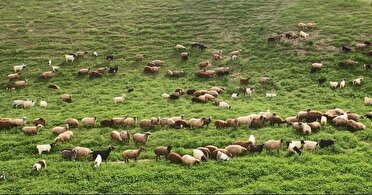 هشدار  اداره کل منابع طبیعی به دامداران درباره رعایت اصول چرای دام