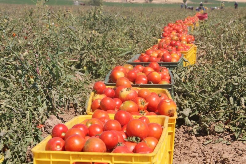 کاهش کشت گوجه فرنگی به علت نوسان قیمت این محصول در نیشابور