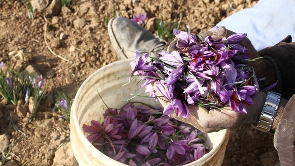 افزایش ۴ درصدی سطح زیر کشت زعفران در تایباد