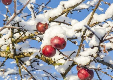 غافلگیری باغداران مراغه‌ای به دنبال بارش برف و کاهش دمای هوا