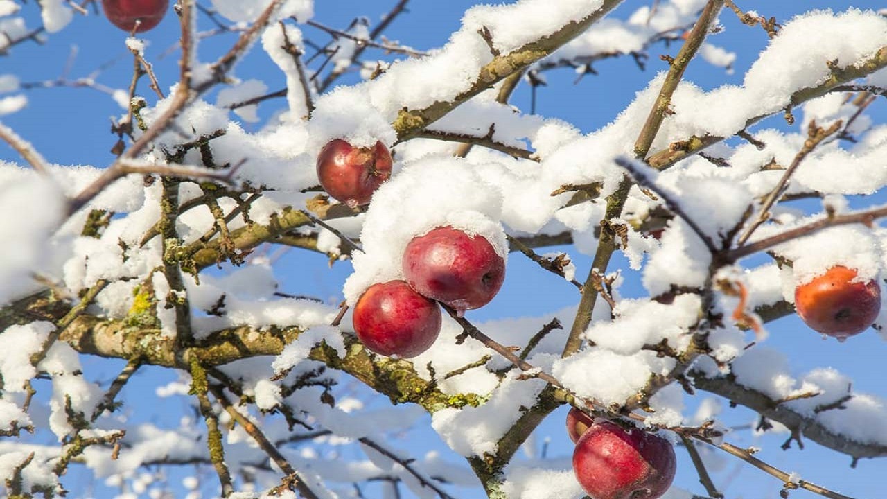 غافلگیری باغداران مراغه‌ای به دنبال بارش برف و کاهش دمای هوا