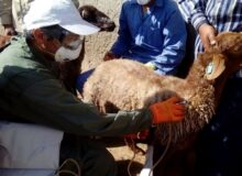 ایمن سازی ۴۱ هزار رأس دام علیه بیماری شاربن در شهرستان طرقبه شاندیز