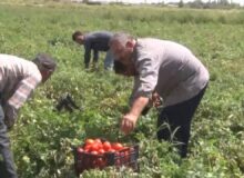 سرشماری کشاورزی در بیش از ۳ هزار روستای آذربایجان شرقی