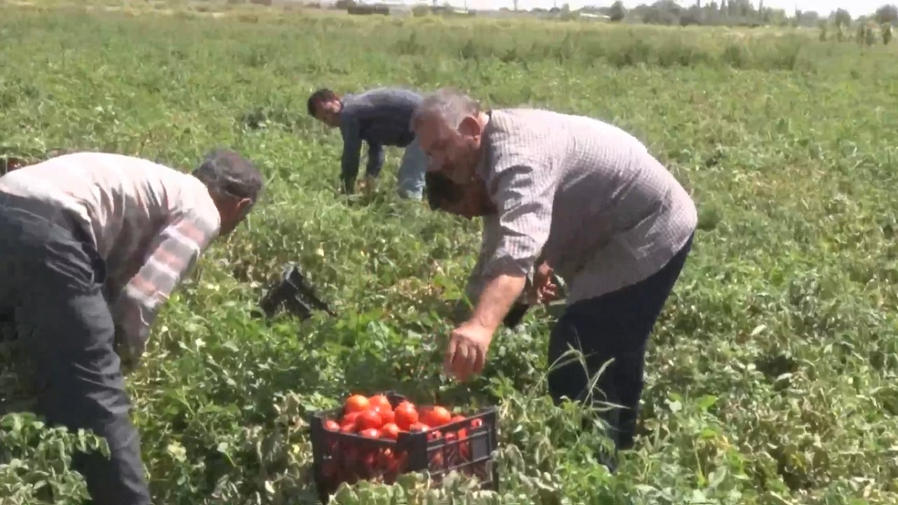 سرشماری کشاورزی در بیش از ۳ هزار روستای آذربایجان شرقی