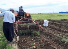 سرشماری ۴۵ درصد از بهره برداران کشاورزی قزوین